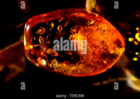 Ant preistorica in ambra baltica Foto Stock
