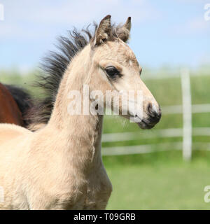 Bel ritratto di Welsh mountain pony puledro sul pascolo Foto Stock