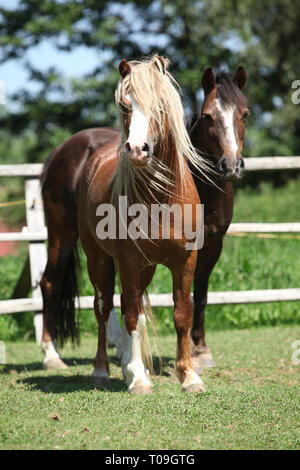 Bella chestnut welsh mountain pony stallone con capelli biondi permanente sulla pastorizia Foto Stock