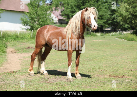 Bella chestnut welsh mountain pony stallone con capelli biondi permanente sulla pastorizia Foto Stock