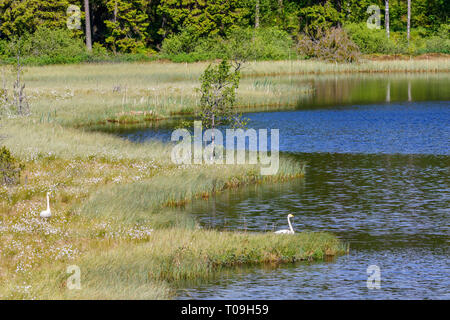 Il lago nella foresta con una coppia di cigni whooper in estate Foto Stock