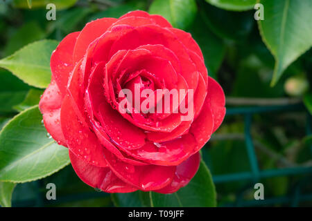 Red camellia fiore con gocce di pioggia su un albero. Il Winter Rose Foto Stock