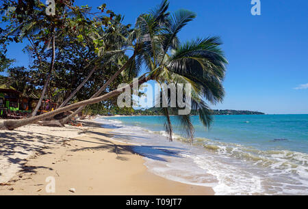 Crooked Palm tree, Lamai Beach, Koh Samui, Golfo di Thailandia, Tailandia Foto Stock