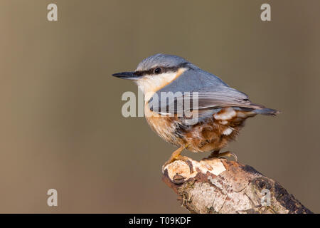 Dettagliato, vista posteriore close up wild UK picchio muratore uccello (Sitta europaea) isolato all'aperto, appollaiato sulla punta del ramo, guardando a sinistra. Foto Stock