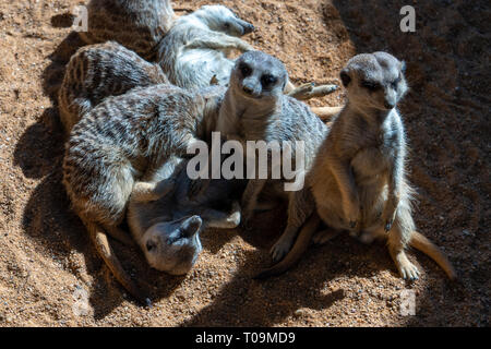 VALENCIA, Spagna - 26 febbraio : Meerkats presso il Bioparco di Valencia Spagna il 26 febbraio 2019 Foto Stock