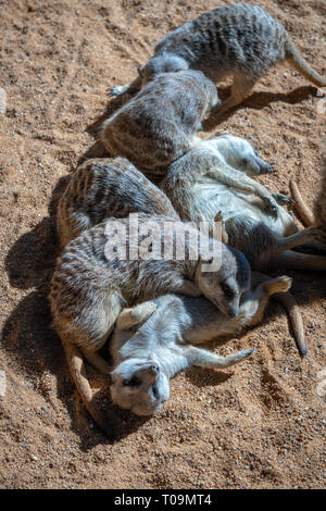 VALENCIA, Spagna - 26 febbraio : Meerkats presso il Bioparco di Valencia Spagna il 26 febbraio 2019 Foto Stock