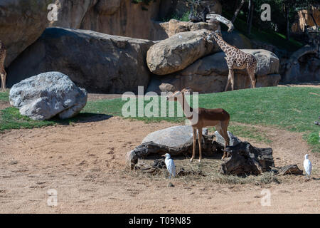 VALENCIA, Spagna - 26 febbraio : Mhorr Gazelle at il Bioparco di Valencia Spagna il 26 febbraio 2019 Foto Stock