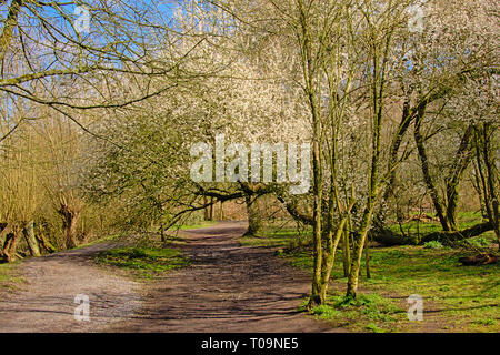 Percorso a piedi attraverso una soleggiata Foresta di primavera con la prima molla bianca fiorisce in Bourgoyen riserva naturale, Gand, Fiandre, in Belgio Foto Stock