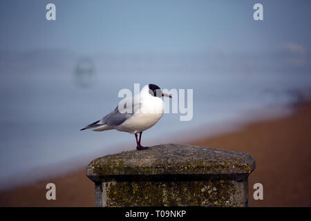 Non,alimentare,bird,seagull,Black,intitolata,gull,in piedi,a,lungomare,wall, la spiaggia, il mare,sfondo,Cowes,Isle of Wight,l'Inghilterra,UK, Foto Stock