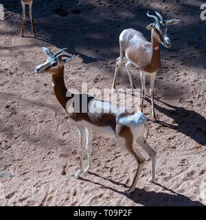 VALENCIA, Spagna - 26 febbraio : Mhorr Gazelle at il Bioparco di Valencia Spagna il 26 febbraio 2019 Foto Stock