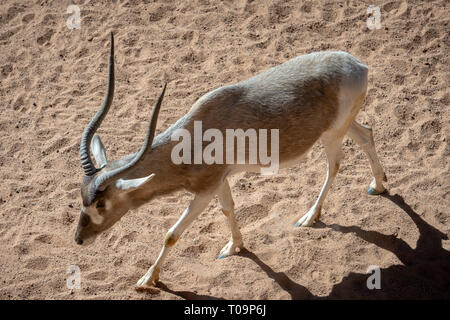 VALENCIA, Spagna - 26 febbraio : Mhorr Gazelle at il Bioparco di Valencia Spagna il 26 febbraio 2019 Foto Stock