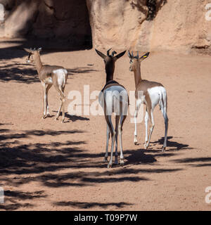 VALENCIA, Spagna - 26 febbraio : Mhorr Gazelle at il Bioparco di Valencia Spagna il 26 febbraio 2019 Foto Stock