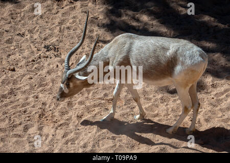 VALENCIA, Spagna - 26 febbraio : Mhorr Gazelle at il Bioparco di Valencia Spagna il 26 febbraio 2019 Foto Stock