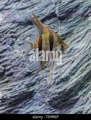 Pterophyllum scalare, angelfish nuoto con rocce sullo sfondo Foto Stock