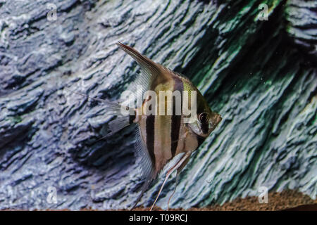 Pterophyllum scalare, angelfish nuoto con rocce sullo sfondo Foto Stock