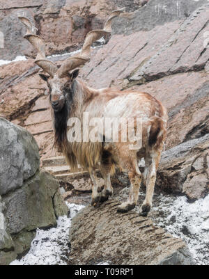 Markhor (capra falconeri) sulle rocce con la neve sullo sfondo a sinistra Foto Stock