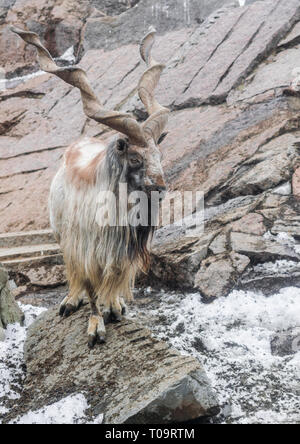 Markhor (capra falconeri) sulle rocce con neve cercando di sfondo a destra Foto Stock