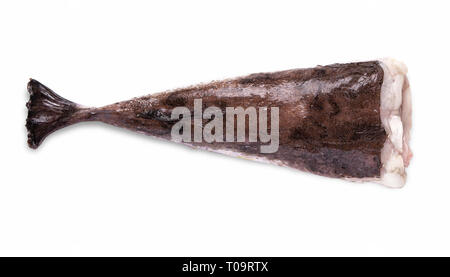 Rana pescatrice filetto carcassa senza testa su sfondo bianco Foto Stock