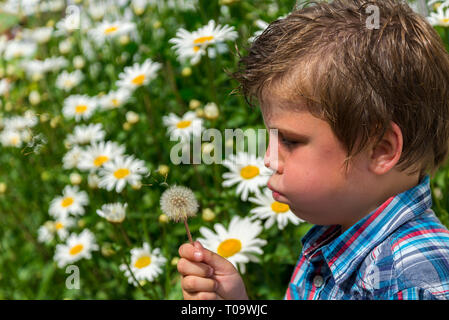 Kid soffiando tarassaco contro il bellissimo sfondo con marguerites Foto Stock