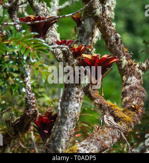 Cresce in una fila lungo un muschio coperto un gruppo di bromeliad hanno scelto la loro naturale posizione ambientale Foto Stock