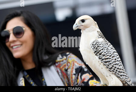 Donna con hawk Arabia Saudita Foto Stock