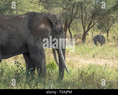 Elefante africano Loxodonta africana, nel Parco Nazionale di Tarangire e, Tanzania. Sullo sfondo sono una femmina di struzzo comune e un Grant's Zebra Foto Stock