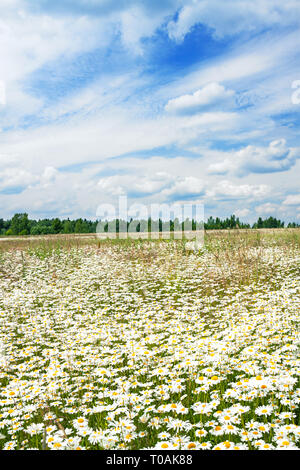 Paesaggio di primavera con la fioritura dei fiori di prato. Bianco fiore di camomilla sul campo. summer view di fioritura fiori selvatici in Prato Foto Stock