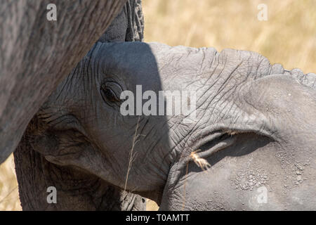 Un bambino Elefante africano Loxodonta africana, si avvicina alla sua madre per infermiere nel Parco Nazionale del Serengeti, Tanzania Foto Stock