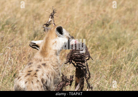 Un macchiato iena, Crocuta crocuta, porta il a Carcŕs di Thomson Gazelle, Eudorcas thomsonii, dopo che esso è stato ucciso e parzialmente mangiato da un ghepardo, Foto Stock