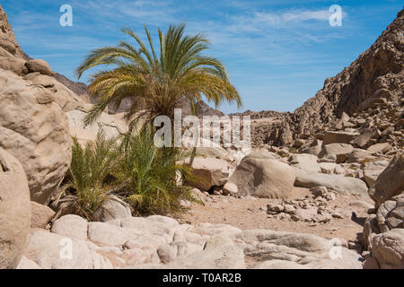 Data palm alberi che crescono in una remota e isolata oasi di piccole dimensioni a secco arido deserto roccioso valley Foto Stock