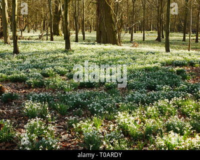 Tappeto di comune bucaneve (Galanthus nivalis) nel bosco in Berkshire, Inghilterra, Regno Unito Foto Stock