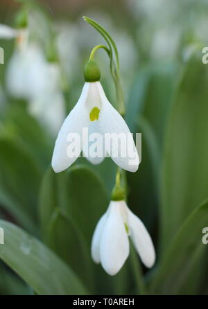 Galanthus elwesii. Profumati di Elwesii snowdrop in febbraio, UK giardino. Chiamato anche Elwes la Snowdrop. Modulo Gas Anestetici Foto Stock