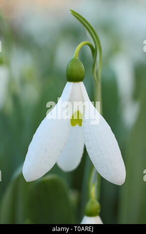 Galanthus elwesii. Profumati di Elwesii snowdrop in febbraio, UK giardino. Chiamato anche Elwes la Snowdrop. Modulo Gas Anestetici Foto Stock