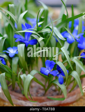 Blu cileno Crocus Tecophilaea cyanocrocus vivid Fiore blu Foto Stock