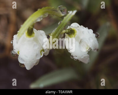 Due splendidi fiori snowdrop soft focus, perfetto per una cartolina, tempo di primavera Foto Stock