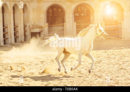 Riproduttori di razza bianca cavallo arabo corre alla luce del tramonto in un paddock. Il tradizionale stabile è parte del vecchio Souq Waqif area di mercato a Doha city center Foto Stock