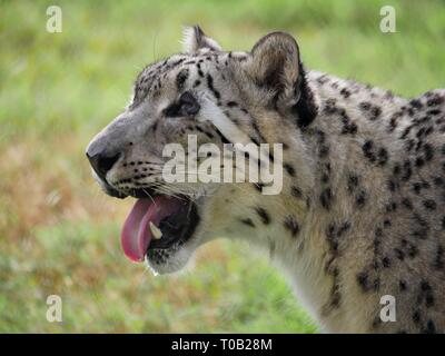 Vista laterale di medio primo piano di un leopardo di neve con la lingua e le angolose. Foto Stock