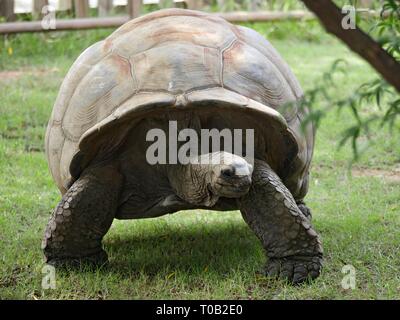 Un Aldabra Tartaruga striscia sul terreno erboso. Foto Stock