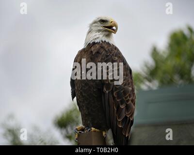 Di medie ampio riprese di un aquila calva arroccato sulla sommità di un montante esterno Foto Stock