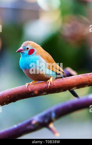 Rosso-cheeked cordonbleu (Uraeginthus bengalus) bird seduto su un ramo di albero. Foto Stock