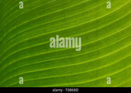 In prossimità di una foglia di banano Foto Stock