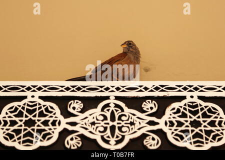 Casa Bunting (Emberiza sahari) a Ensemble artigianale, Avenue Mohammed V, Medina, Marrakech, regione Marrakesh-Safi, Marocco, Africa del nord Foto Stock