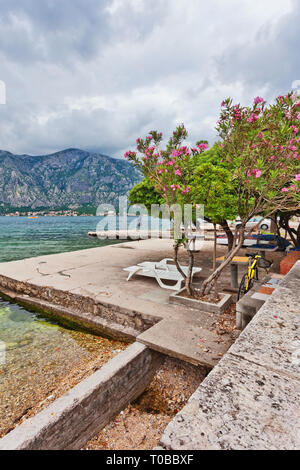 Quay con un albero di fioritura sotto la luce diretta del sole. Montenegro Foto Stock