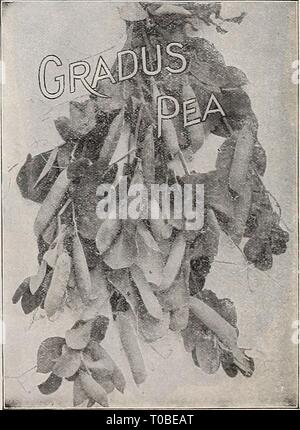 Dreer's garden prenota 1918 (1918) Dreer's garden prenota 1918 dreersgardenbook1918henr Anno: 1918 Foto Stock