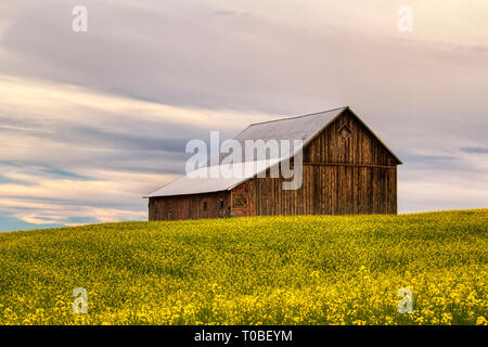 Un fienile si siede in un campo pieno di fioritura la canola Foto Stock