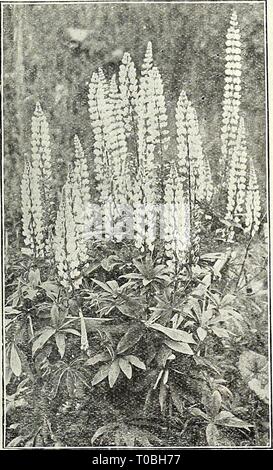 Dreer's garden prenota 1923 (1923) Dreer's garden prenota 1923 dreersgardenbook1923henr Anno: 1923 15 10 Foto Stock