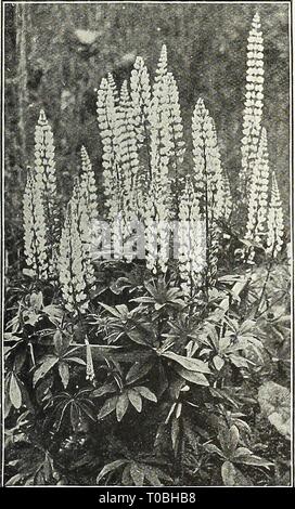 Dreer's garden prenota 1924 (1924) Dreer's garden prenota 1924 dreersgardenbook1924henr Anno: 1924 Foto Stock