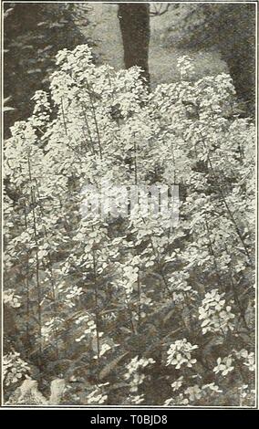 Dreer's garden prenota 1928 (1928) Dreer's garden prenota 1928 dreersgardenbook1928henr Anno: 1928 Foto Stock