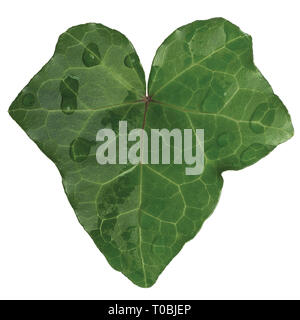 Hedera helix L. var. baltica foglia, rugiada di mattina delle gocce di pioggia, arrampicata comune baltico texture di edera, grandi dettagliata macro isolato closeup, freschi nuovi giovani Foto Stock