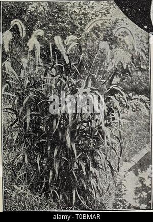 Dreer's garden prenota 1918 (1918) Dreer's garden prenota 1918 dreersgardenbook1918henr Anno: 1918 palme uno dei nostri leader di specialità. Vedere le pagine 150 e 151. Foto Stock